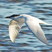Gull-billed Tern